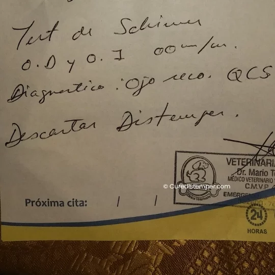 Toffy el día de la visita al oftalmólogo veterinario, en un estado penoso mientras la familia todavía buscaba el diagnóstico correcto.