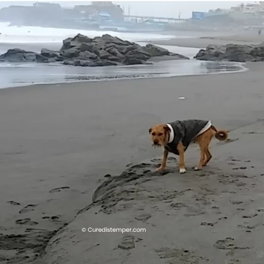 Toffy paseando por la orilla del mar, en el viaje que su familia organizó para darle un momento especial durante la enfermedad.